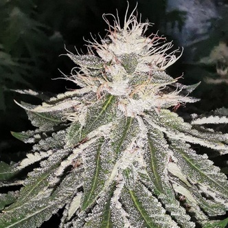 MAC 11 (Pheno Finder) Feminiserade cannabisfr&ouml;n