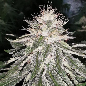 MAC 11 (Pheno Finder) Feminiserade
