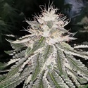 MAC 11 (Pheno Finder) Feminiserade