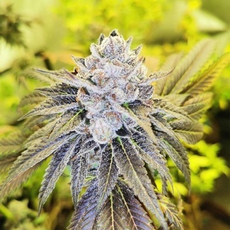 Double Slurry (Pheno Finder) Feminiserade cannabisfr&ouml;n