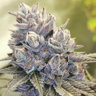 Auto Fruity Kuntz (Pheno Finder) Feminiserade