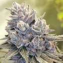 Auto Fruity Kuntz (Pheno Finder) Feminiserade