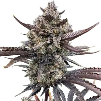 Banana Purple Punch Auto RF3 (FastBuds) feminiserade cannabisfr&ouml;n