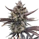 Banana Purple Punch Auto RF3 (FastBuds) Feminiserade