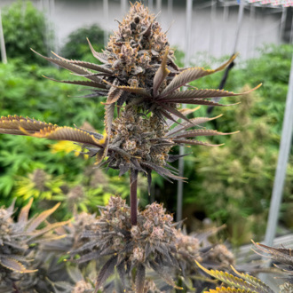 Banana Purple Punch Auto RF3 (FastBuds) Feminiserade