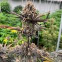 Banana Purple Punch Auto RF3 (FastBuds) Feminiserade