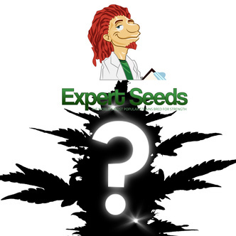 autoflower mystiskt fr&ouml; 1 (Expert Seeds)
