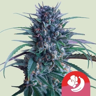 Banana Brawler (Royal Queen Seeds) Feminiserade