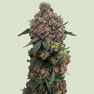 Cosmic Cheddar F1 (Royal Queen Seeds) Feminiserade