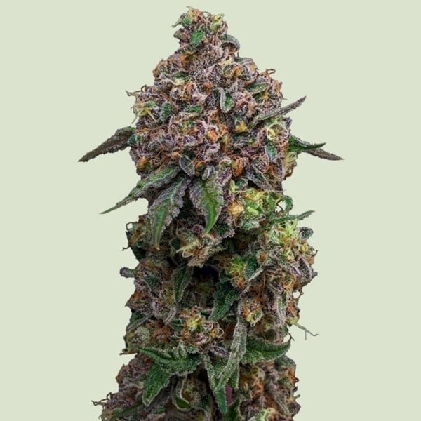 Cosmic Cheddar F1 (Royal Queen Seeds) Feminiserade