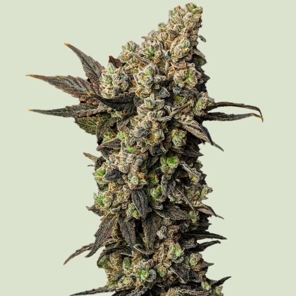 Astro Lemonade F1 (Royal Queen Seeds) Feminiserade