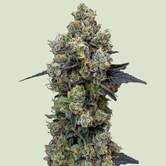 Orbutal Banana F1 (Royal Queen Seeds) feminiserade cannabisfr&ouml;n