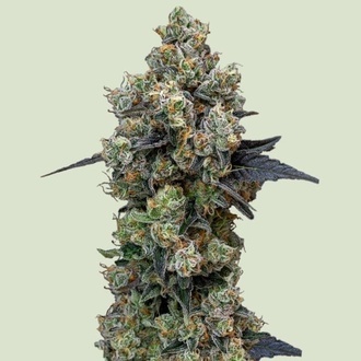 Orbital Banana F1 (Royal Queen Seeds) Feminiserade