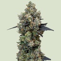 Orbital Banana F1 (Royal Queen Seeds) Feminiserade
