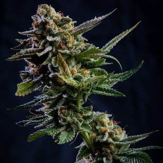 Log Cabin (Vision Seeds) feminiserade