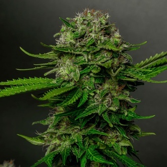 Oreoz x Spritzer (Vision Seeds) Feminiserade