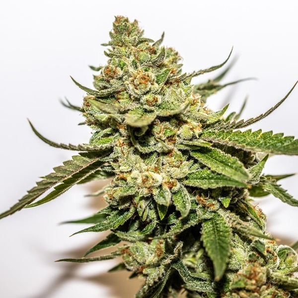 Cereal Milk x OG Kush (Vision Seeds) Feminiserade