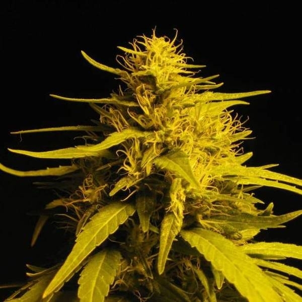 Amnesia Haze (Nirvana) Feminiserade