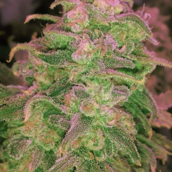 Hawaii Maui Waui (Nirvana) Feminiserade