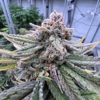 Cherry Cola Auto RF3 (FastBuds) Feminiserade