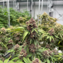 Cherry Cola Auto RF3 (FastBuds) Feminiserade