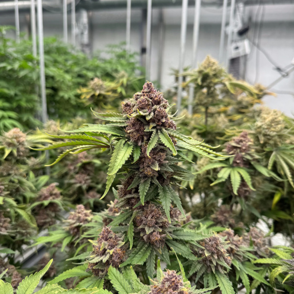 Cherry Cola Auto RF3 (FastBuds) Feminiserade