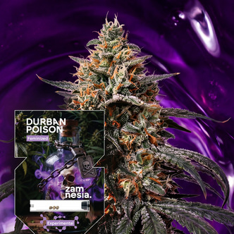 Durban Poison (Zamnesia Seeds) feminiserade cannabisfr&ouml;n