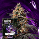 Durban Poison (Zamnesia Seeds) Feminiserade