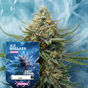 Ice Breaker (Zamnesia Seeds) Feminiserade