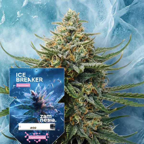Ice Breaker (Zamnesia Seeds) Feminiserade