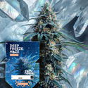 Deep Freeze Haze (Zamnesia Seeds) Feminiserade