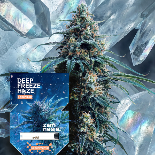 Deep Freeze Haze (Zamnesia Seeds) Feminiserade