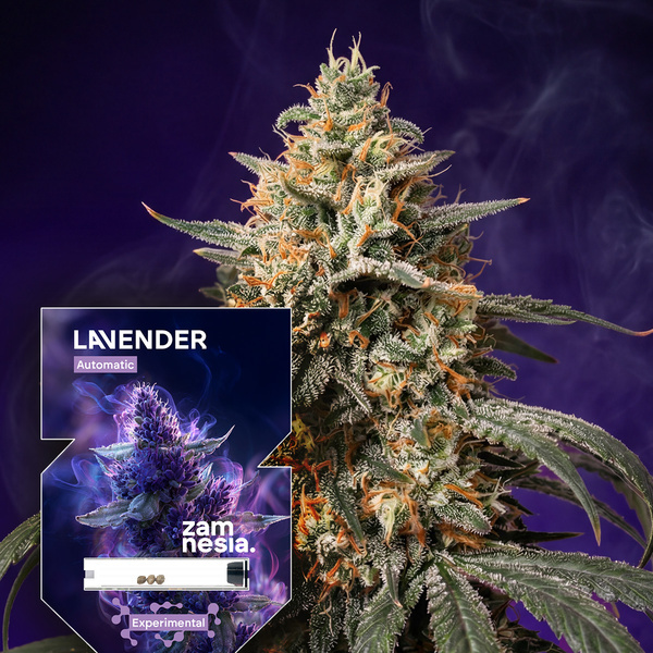 Lavender Autoflower (Zamnesia Seeds) Feminiserade