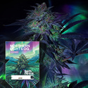 Northern Lights OG Autoflower (Zamnesia Seeds) Feminiserade