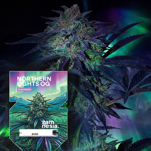 Northern Lights OG Autoflower (Zamnesia Seeds) Feminiserade