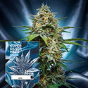 Super Silver Haze Autoflower (Zamnesia Seeds) Feminiserade
