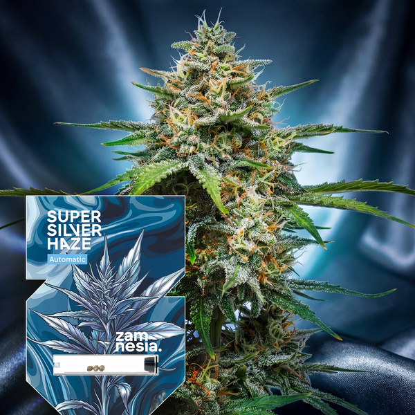 Super Silver Haze Autoflower (Zamnesia Seeds) Feminiserade