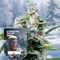 Hawaiian Snow Autoflower (Zamnesia Seeds) Feminiserade