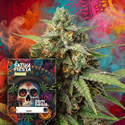 Sativa Fiesta (Zamnesia Seeds) Feminiserade