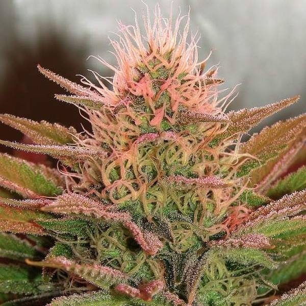 Bubblelicious (Nirvana) Feminiserade