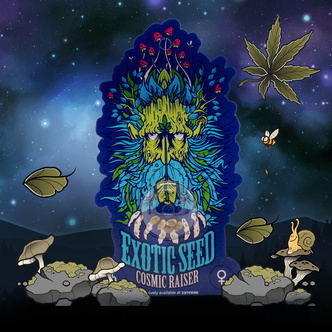 Cosmic Raiser (Exotic Seed) feminiserade cannabisfr&ouml;n