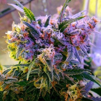 Aurora Indica (Nirvana) feminiserade cannabisfr&ouml;n