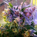 Aurora Indica (Nirvana) Feminiserade