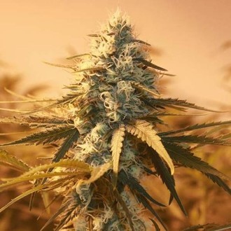 AK48 (Nirvana) Feminiserade