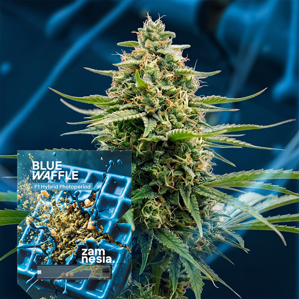 Blue Waffle F1 (Zamnesia Seeds) Feminiserade