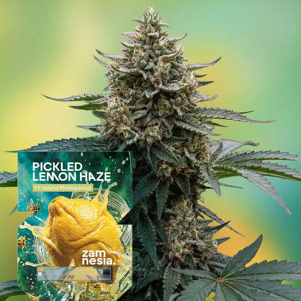 Picklad Lemon Haze F1 (Zamnesia Seeds) Feminiserade