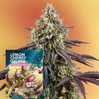 Lemon Cherry Gelato F1 (Zamnesia Seeds) Feminiserade
