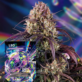 LSD F1 Autoflower (Zamnesia Seeds) Feminiserade