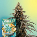 Tropical Mintz OG F1 Autoflower (Zamnesia Seeds) Feminiserade