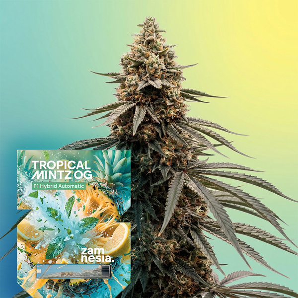 Tropical Mintz OG F1 Autoflower (Zamnesia Seeds) Feminiserade